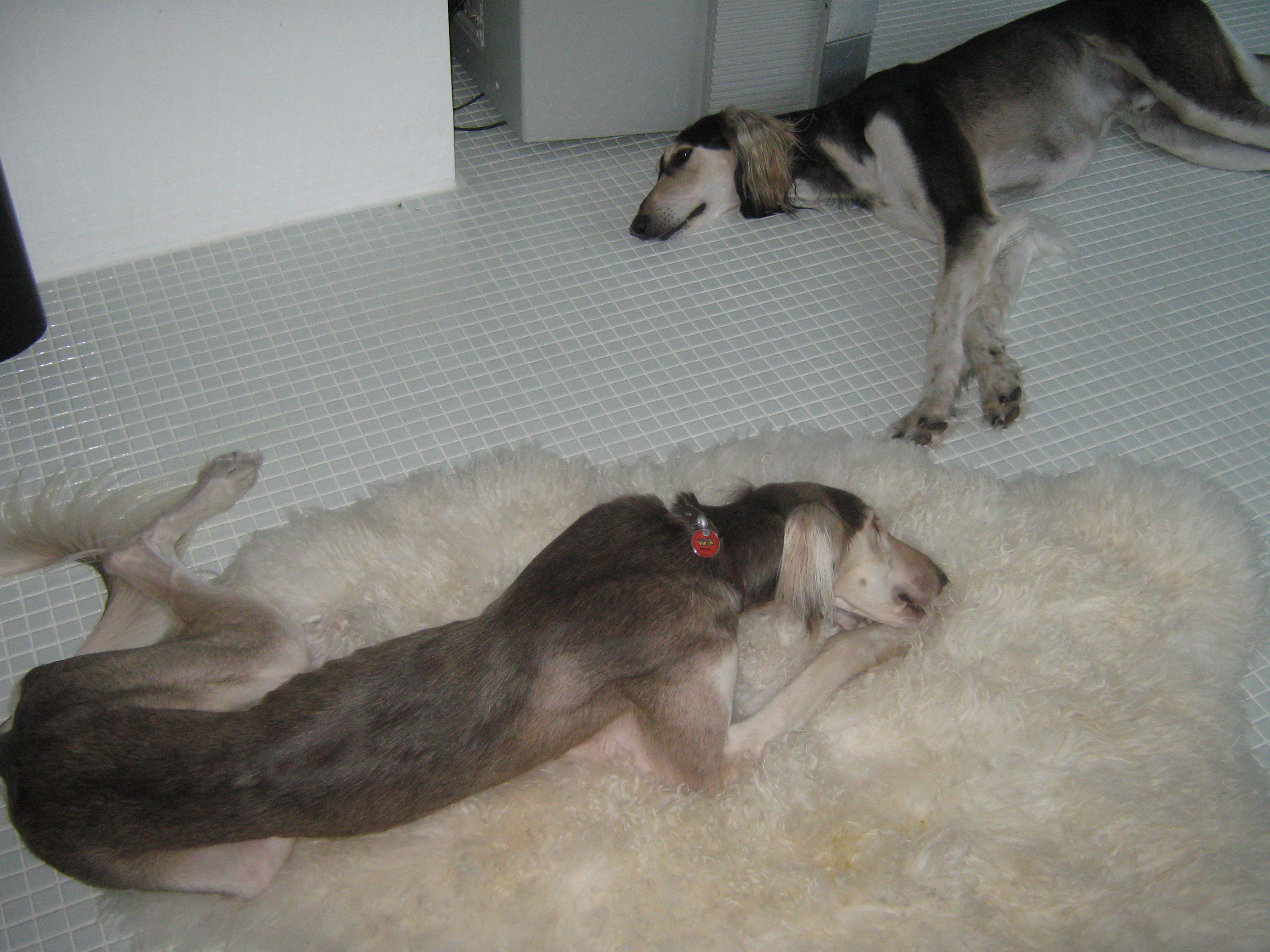 Silvestr + Shaayaan 01-2009 138.jpg